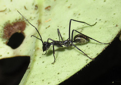 Dolichoderus rugosus