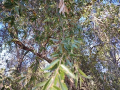 Quercus brandegeei