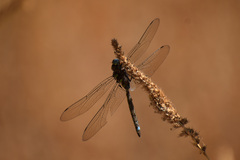 Rhionaeschna psilus