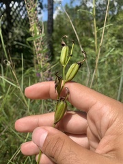 Calopogon tuberosus tuberosus