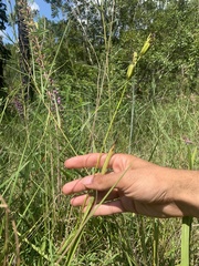 Calopogon tuberosus tuberosus