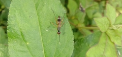 Rainieria antennaepes