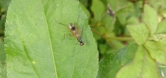 Rainieria antennaepes
