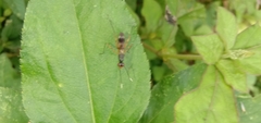 Rainieria antennaepes