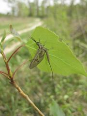 Ephemera vulgata