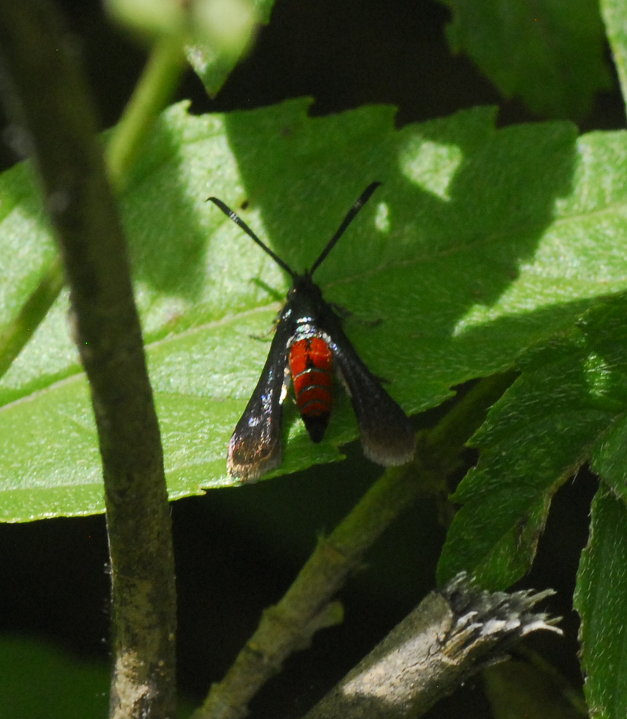 Osminia fisheri