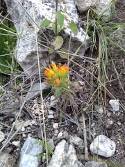 Castilleja glandulosa