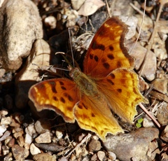 Polygonia satyrus