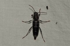 Xylotrechus sagittatus