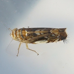 Scaphoideus