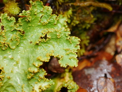 Yarrumia colensoi