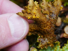 Yarrumia colensoi