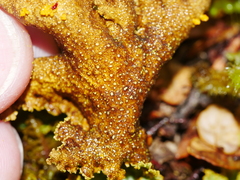 Yarrumia colensoi