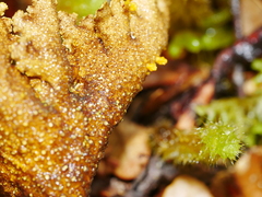 Yarrumia colensoi