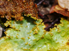 Yarrumia colensoi