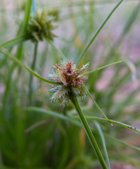 Cyperus uncinulatus