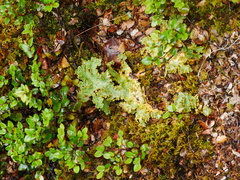 Yarrumia colensoi
