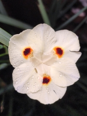 Dietes bicolor