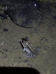 Leptodactylus savagei