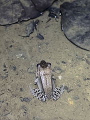 Leptodactylus savagei