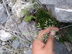 Argyrochosma formosa