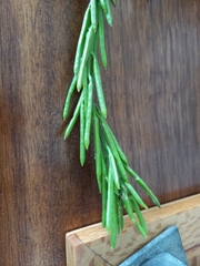 Barbarea