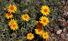 Chaetanthera multicaulis