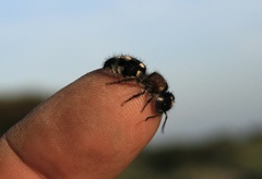 Ronisia barbarula