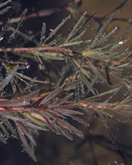 Najas guadalupensis