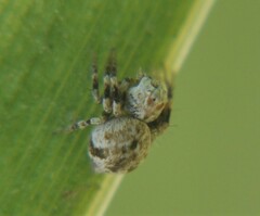Hamataliwa