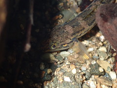 Gobiomorphus coxii