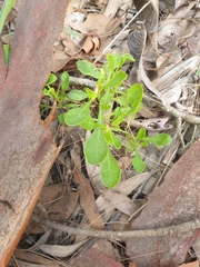 Sphaeromorphaea australis