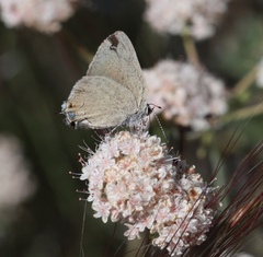 Satyrium ilavia