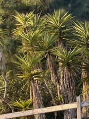 Yucca gigantea