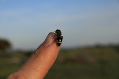 Ronisia barbarula