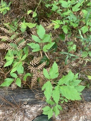 Xanthorhiza simplicissima