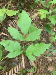 Xanthorhiza simplicissima