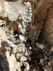 Myriopteris parryi