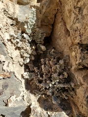 Myriopteris parryi