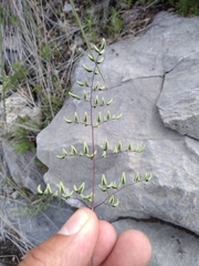 Argyrochosma formosa