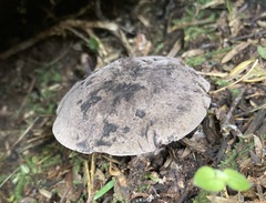 Sarcodon carbonarius