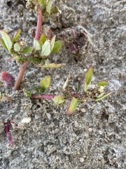 Oxybasis glauca glauca