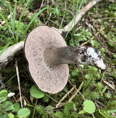 Sarcodon carbonarius