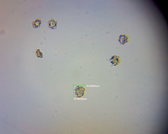 Sarcodon carbonarius