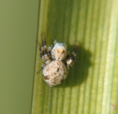 Hamataliwa