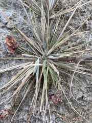 Sporobolus alopecuroides