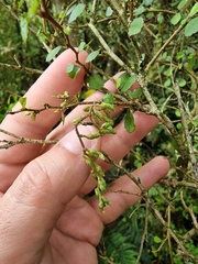 Streblus heterophyllus