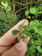 Streblus heterophyllus