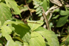 Proplatycnemis alatipes