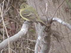 Empidonax difficilis